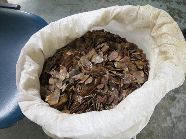 The pangolin scales seized. [Photo/Hong Kong Customs and Excise Department]