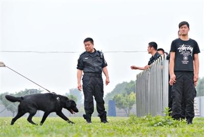 Chen Baoyun is training a detection dog at a base in Beijing. (Photo: the Beijing Times)