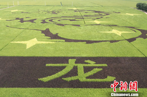 The image Qixinglongteng, created in 2012 at Shenyang rice fields, is considered the largest rice paddy artwork in the world that year. (Photo: China News Service)