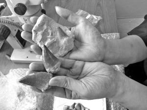 Mosasaurus fossils. [Photo: Nanjing Morning News]