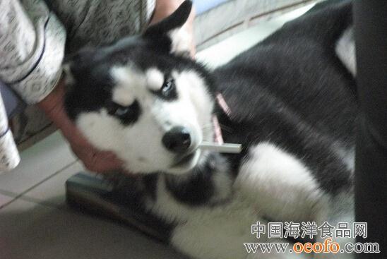 The 2-year-old husky Meiya smokes. (Photo: oeofo.com)
