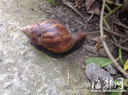Photo of the giant snail, around 10 centimeters in height. [Photo: Nhaidu.com]