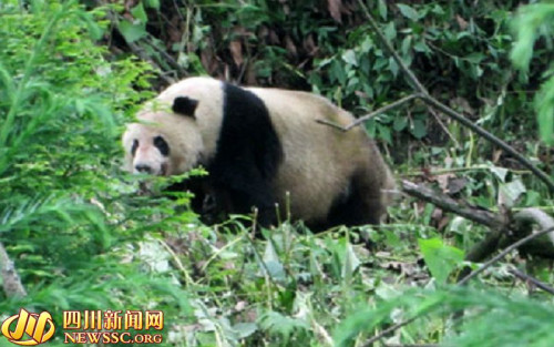 The wild panda is discovered in a bamboo grove in Lushan county of Ya'an, Sichuan province. (Photo: newssc.org)