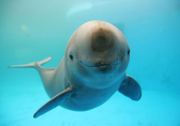 A smiling porpoise from the Wuhan Institute of Hydrobiology. (Photo: China Daily)