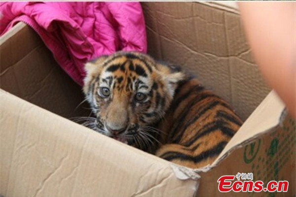 The baby Bengal tiger is rescued by local police in Sanmenxia. (Photo provided by Sanmenxia Police)