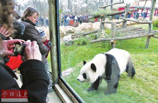 Giant pandas have attracted increasing visitors to the Vincennes Zoo of Paris. (Photo: Reference News) 