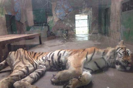 Photos of a scrawny tiger at a Tianjin zoo. 
