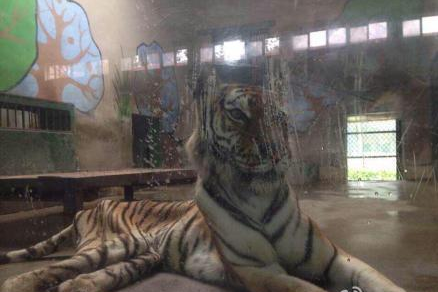Photos of a scrawny tiger at a Tianjin zoo