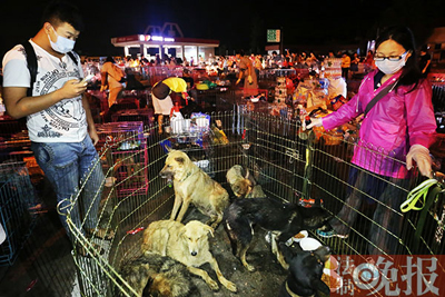 Over 400 volunteers stopped the truck to rescue the dogs. (Photo: the Legal Evening News)