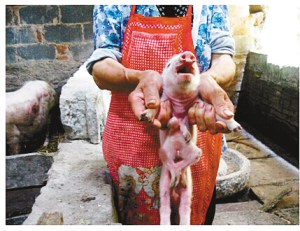 This undated photo shows an eight-legged piglet in a village in Chongqing, a municipality in Southwest China. (Photo/Chinanews.com)