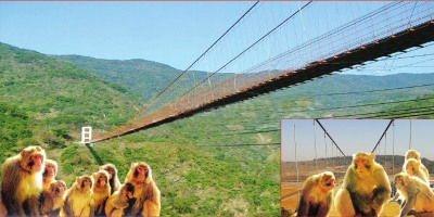 Design rendering of the hanging bridge. (Photo: Jiyuan government)