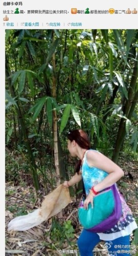 A woman opens a bag of snakes in areas surrounded by bamboo. [Photo: Sina Weibo]