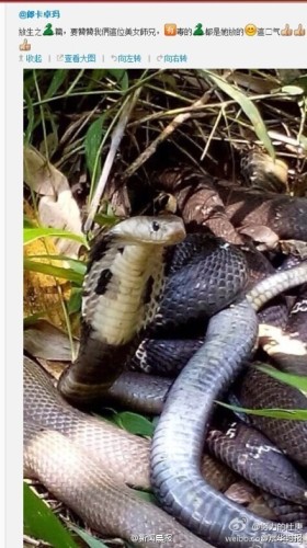 Venomous snakes in one photo.  