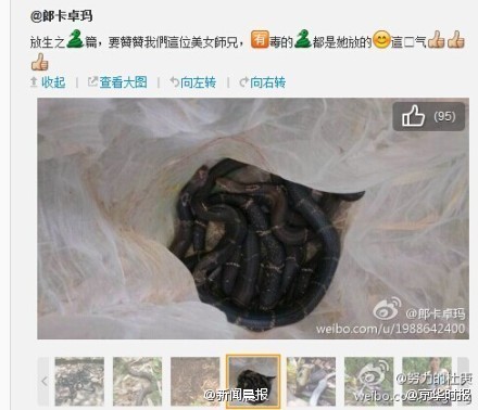 venomous snakes in one photo.