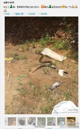 A snake in one photo.