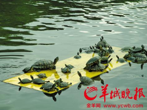 Red-eared sliders in a pond for life release at South Putuo Temple. (Photo: file photo)