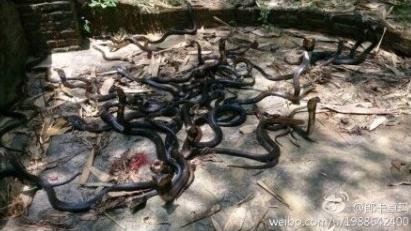 Related News: Release of venomous snakes sparks online outrage