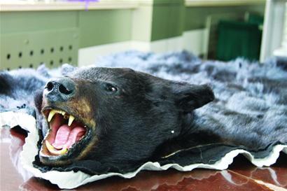 The black bear skin, with head and limbs still attached. [Photo: Qingdao Morning News]