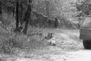 The photo shows three tigers are attacking a man, with a jeep beside them.