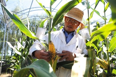 A researcher of the China Academy of Agricultural Sciences checks the growth of GM rice. [Photo: the Beijing News / Hou Shaoqing]
