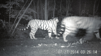 The wild Siberian tiger mom and her child are caught on a camera at Hunchun Nature Reserve of Jilin province. (Photo: chinajilin.com.cn 