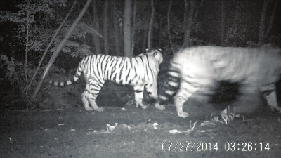 The wild Siberian tiger mom and her child are caught on a camera at Hunchun Nature Reserve of Jilin province. (Photo: chinajilin.com.cn） 