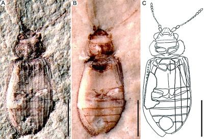 World's first fossil of a derodontidae is discovered from Inner Mongolias Daohugou Bed, which dates to the middle-late Jurassic period. (Photo: Yangtze Evening News)