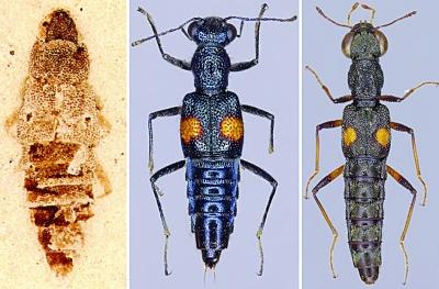 From left are the fossil of a new species of steninae from the Late Eocene France, a dianous, and a stenus.(Photo: Yangtze Evening News)