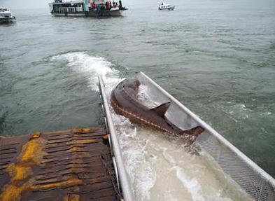 A captured Chinese sturgeon is set free to the Yangtze River by researchers. [File photo]