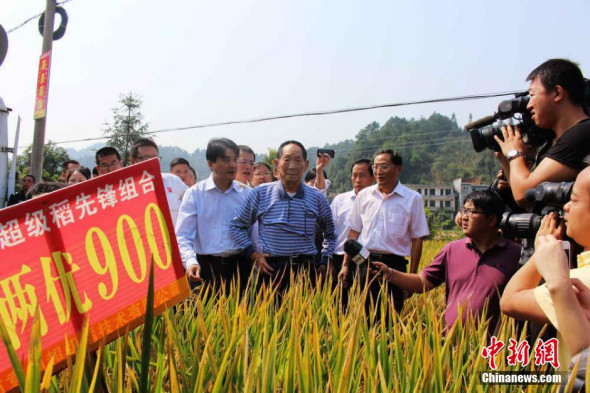 Yuan Longping and his team members stand in the rice field in Hunan province on Oct 10, 2014. [Photo/Tang Xiaoqing]