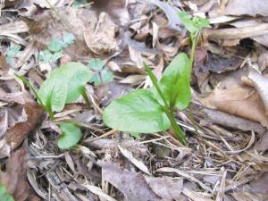 The rare plant found by Lin Hailun in Zhejiang