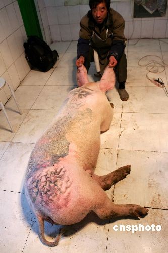 A tattooed pig is seen at an Art Farm in Xiaodian, a village in Beijings Shunyi district. (Photo: China News Service)