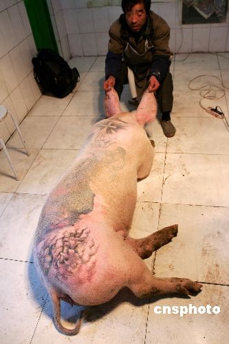 A tattooed pig is seen at an Art Farm in Xiaodian, a village in Beijing��s Shunyi district. (Photo: China News Service)