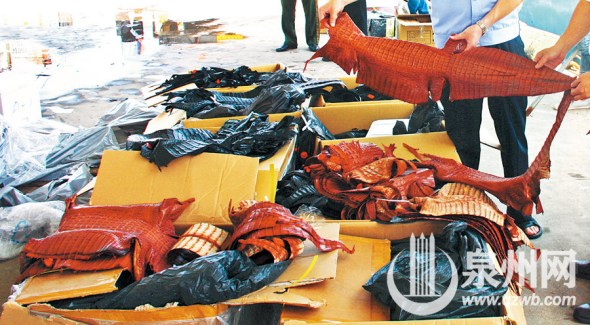 Crocodile skins are seen in broken paper boxes in Xiamen, Fujian province.  (Photo: www.qzwb.com)