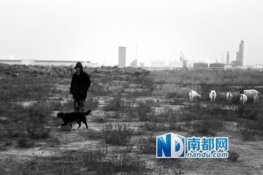A shepherd and his goats are seen in a Yellow River Delta nature reserve. (File photo: www.nandu.com)