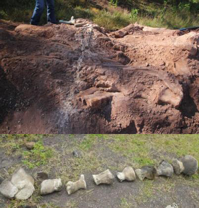 This combo photo shows dinosaur fossils in Sichuan. (Photo: Chinanews.com)