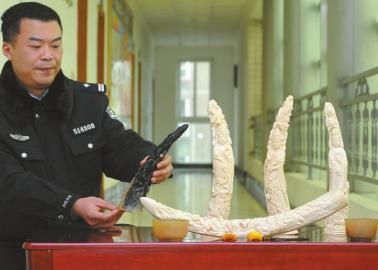 A policeman shows products made of endangered animals on Jan 5, 2015. (Photo: Chinanews.com)