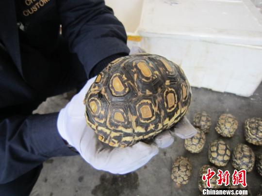 A customs officer in the Shenzhen city shows tortoises they have seized. (Photo: Chinanews.com)
