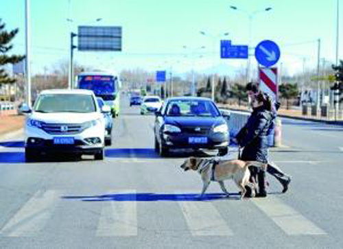 A guide dog leads two people to cross a street in Beijing. (Photo: Beijing News)