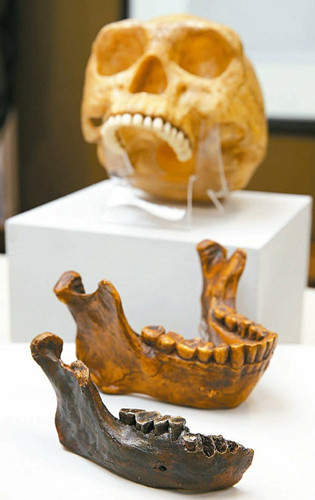 The National Museum of Natural Science in Taiwan has unearthed a jawbone from an ancient human ancestor in the Pescadores trench off the western coast of the island. (Photo: United Daily News)