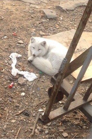 A fox is spotted in urban Beijing. (Photo: Sina Weibo)