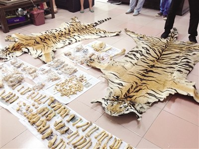 File photo of seized tiger skins and bones by the police in Nanning, Guangxi Zhuang Autonomous Region. (Photo: www.nnnews.net) 