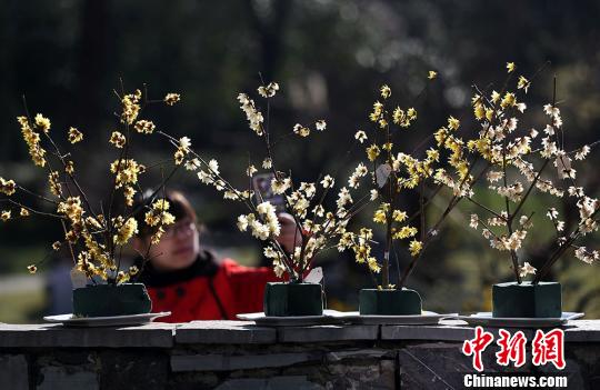 A visitor appreciates flowers at Sun Yat-sen Mausoleum in Nanjing. (Photo: Chinanews.com)