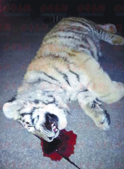 A tiger is found dead in a parking lot  in Pingdu, East Chinas Shandong province, on February 19. (Photo/bddsb.bandao.cn)