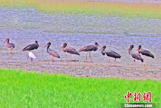 Eight black storks are seen near the Ju River in Yichang, a city in central China's Hubei province. (Photo/Chinanews.com)