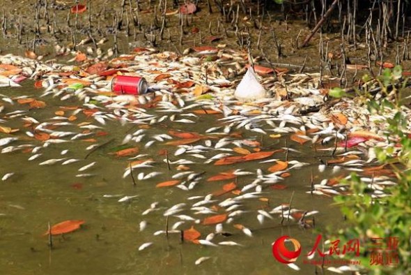 Dead fish are seen in a river in Sanya, China's southern-most island province of Hainan. (Photo/People's Daily Online