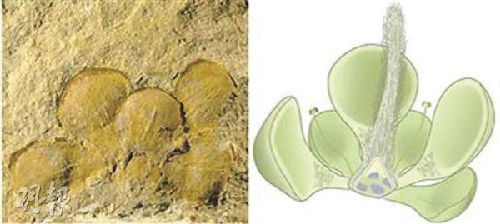 Type specimen of Euanthus panii (L) and its reconstruction picture. (Photo/Mingpao Daily)