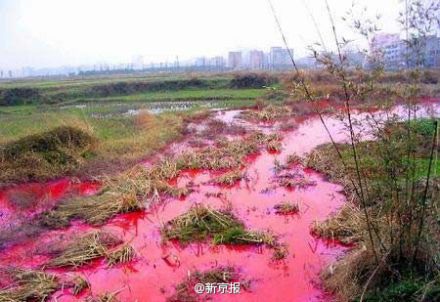Farm land and a river in Jiangxi province are polluted by wastewater discharged from a nearby paper-making factory. (File photo/Beijing News)