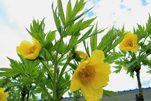 File photo of endangered wild Yellow Tree Peony. Tibet has launched a plan to protect the endangered wild Yellow Tree Peony (paeonia lutea). 