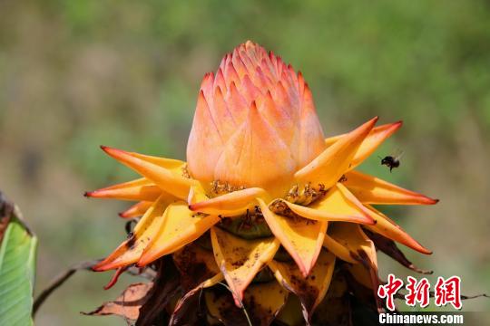 Rare flower ensete lasiocarpum. (Photo/Chinanews.com)